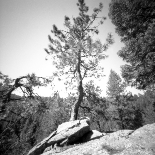 Colorado_Tree, 2023