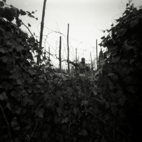 Grape Arbor, Torcello, 2011
