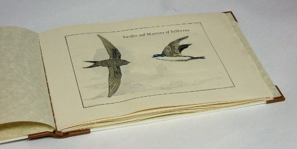 Swifts and Martins of Selborne title page