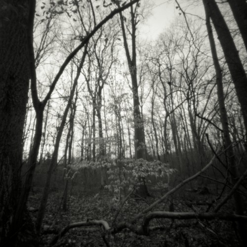 Broken Branch, Adkins Arboretum, Maryland