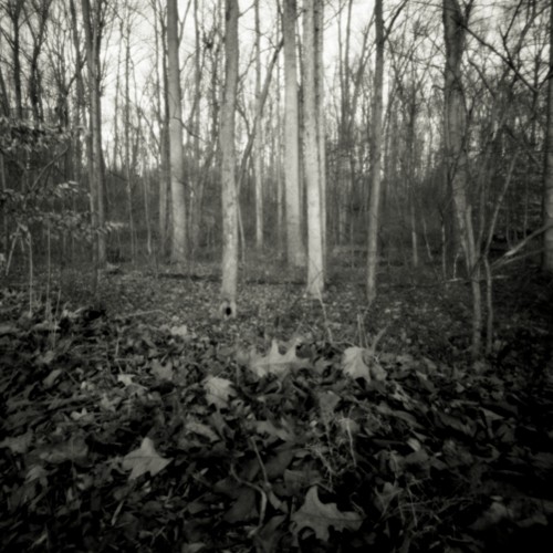 Ground Level, Adkins Arboretum, Maryland, 2008