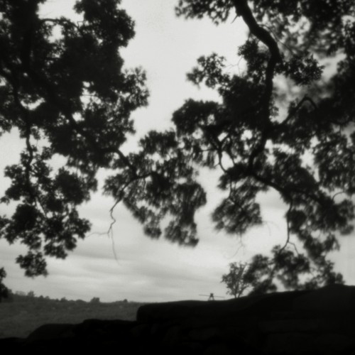 Bird, Storm King Art Center, New York, 2003