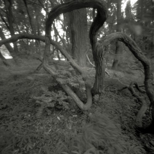 Tree Sculpture, Elk Neck State Park, Maryland, 2009